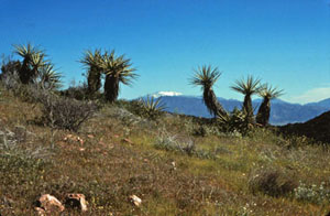 southern California