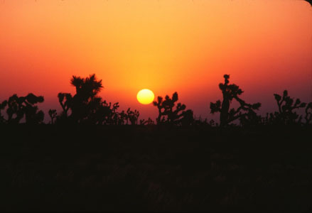 Sunrise in Mojave Desert