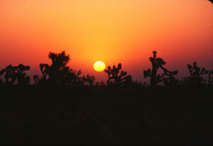Mojave Desert sunrise