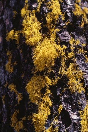 lichen