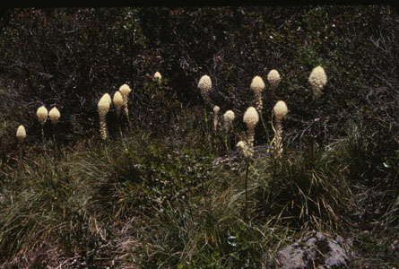 Bear Grass