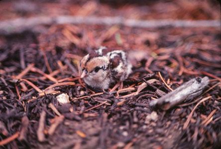 quail chick