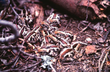 quail chicks