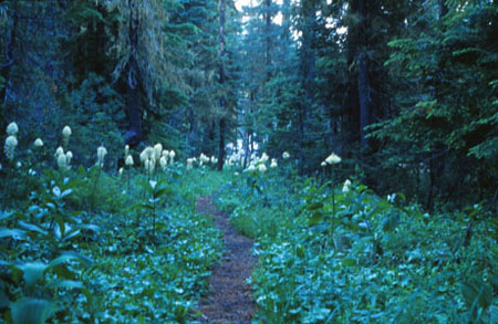 Trail through Beargrass