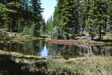 Tarn, mosquito nursery