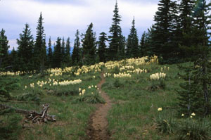 Bear Grass along trail