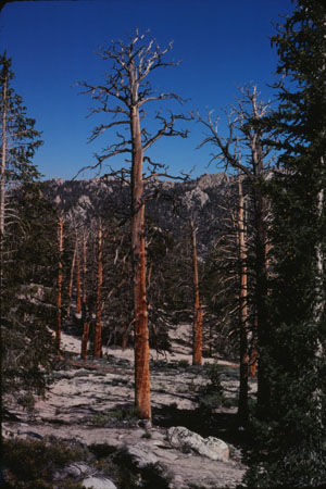 Sierra wood