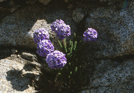 High altitude flowers