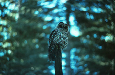 Spotted Owl