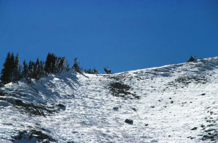 bull elk