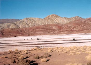 cattle crossing salt