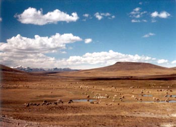 Peru, Bolivia, North Chile, 2003 