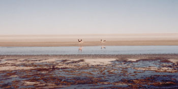 flamingoes, Salar de Uyuni, Bolivia