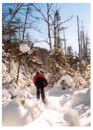 Liam breaking trail