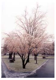 ice storm in Troy