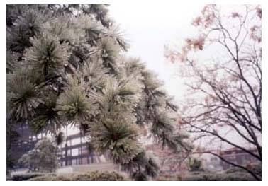 icy pine tree