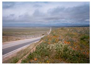 poppies by antelope valley roadside