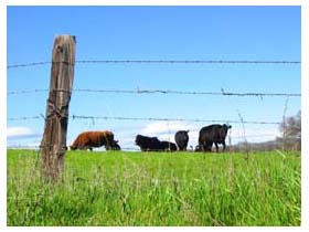 happy cows, by sean