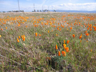 early poppies