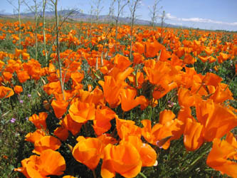 poppies