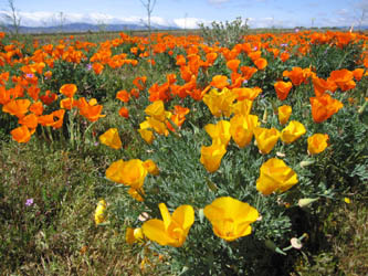 poppies