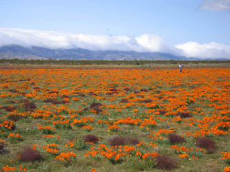 poppies