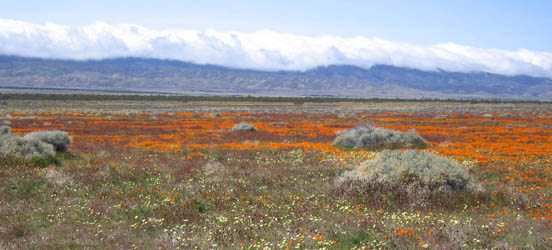 poppies