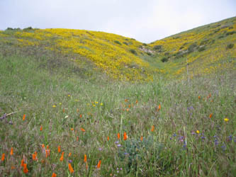 poppies