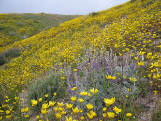 poppies