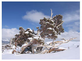 donner pass tree