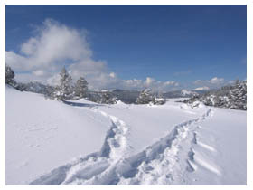 snowshoe tracks