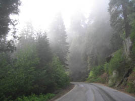 misty trees in Sequoia NP