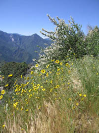 five thousand feet lower, wildflowers and sunshine