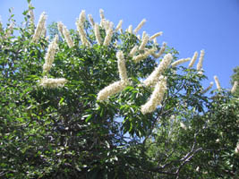 flowering shrub, Sequoia NP