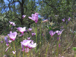 purple wildflowers