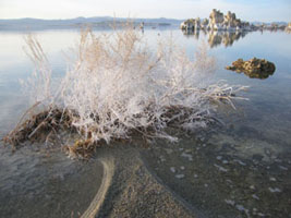 salt encrusted brush at Mono Lake