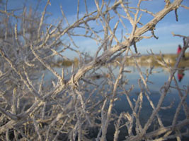 salty twigs at Mono Lake