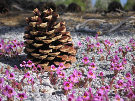 pine cone with pink flowers
