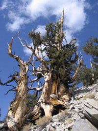 bristlecone pine thousands of years old