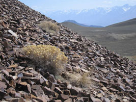 sierra view, bristlecone forest, White Mountains, California