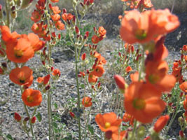 spring flowers in the White Mountains, California