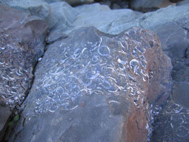 fossil shells in Santa Paula Canyon, Los Padres National Forest