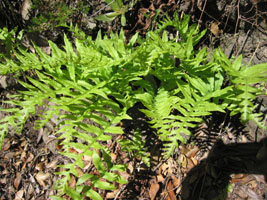 green ferns