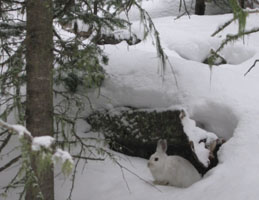 snow bunny in Rocky Mountain National Park