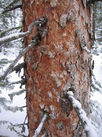 red tree bark