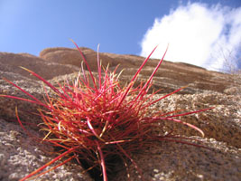 red ball cactus, Joshua Tree