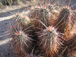 cactus, Joshua Tree