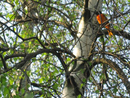 baltimore oriole