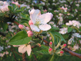 apple tree blossoms