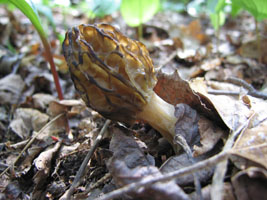 tasty morel mushroom